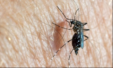 Dengue: especialistas destacan que los casos podrían aumentar en febrero o marzo