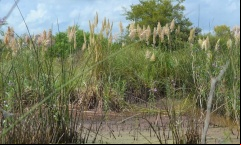 Jornada de control de especies exóticas en la Reserva Natural de Pilar