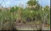 Jornada de control de especies exóticas en la Reserva Natural de Pilar