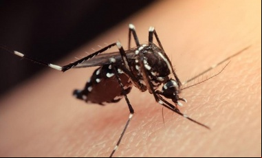Dengue: ante la baja de casos, Salud analiza finalizar el brote en Pilar